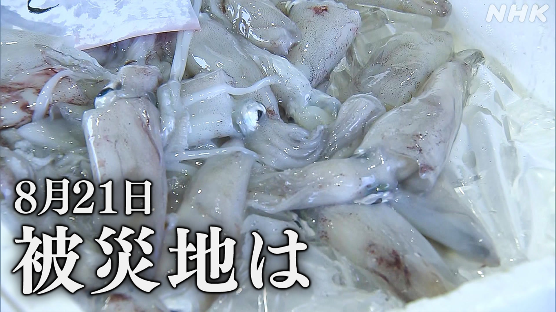 熊本県八代市の港市場の魚の量が30％ぐらい減る