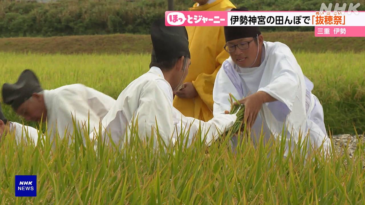 伊勢神宮の田んぼで稲刈りが始まる