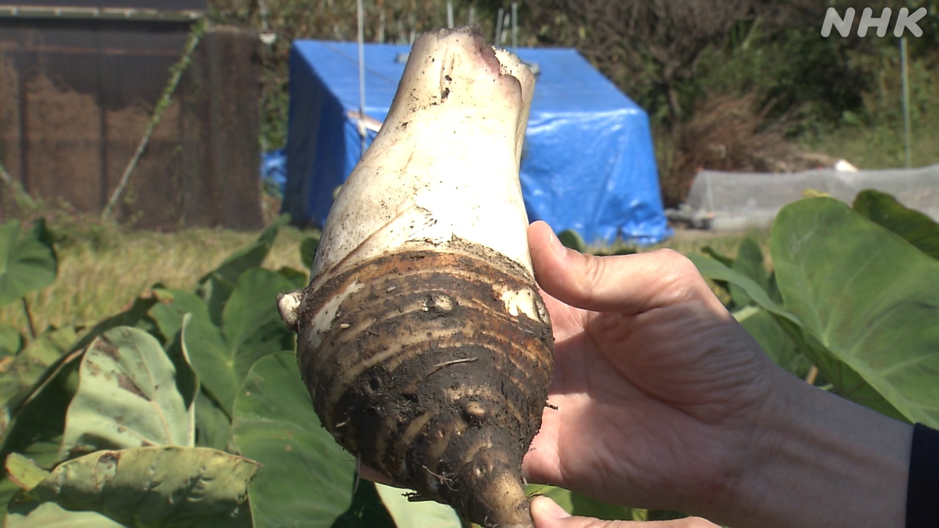 京都お正月の料理に使う「えびいも」がとれる季節
