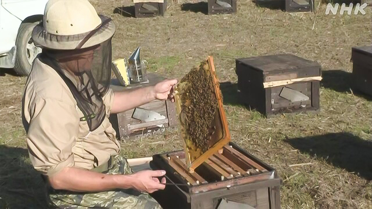 みつばち冬を過ごすため暖かい房総半島に引っ越してきた