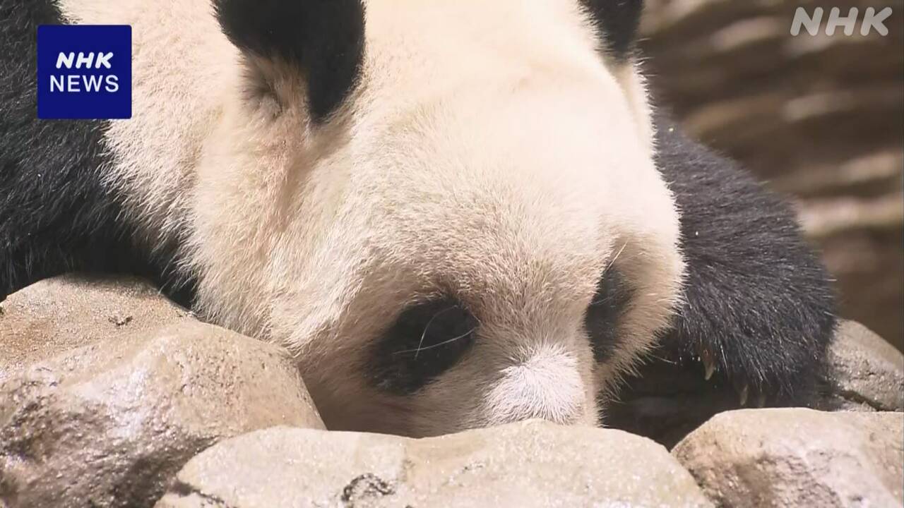 日本の動物園からパンダがいなくなりそう