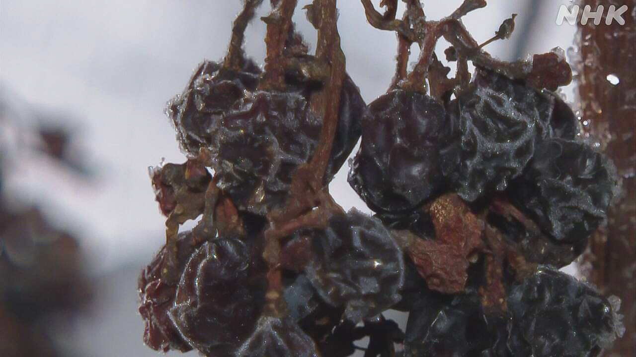 北海道凍ったぶどうから「アイスワイン」をつくる