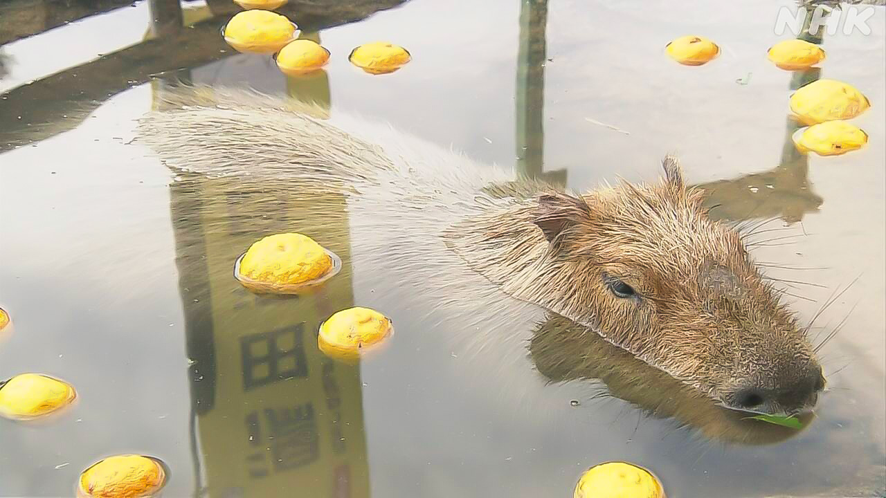 山口県カピバラがゆずの温泉に入る