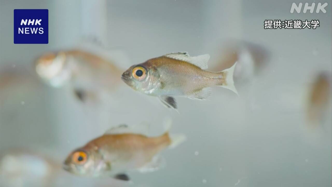 とても高い「のどぐろ」近畿大学が完全養殖に成功