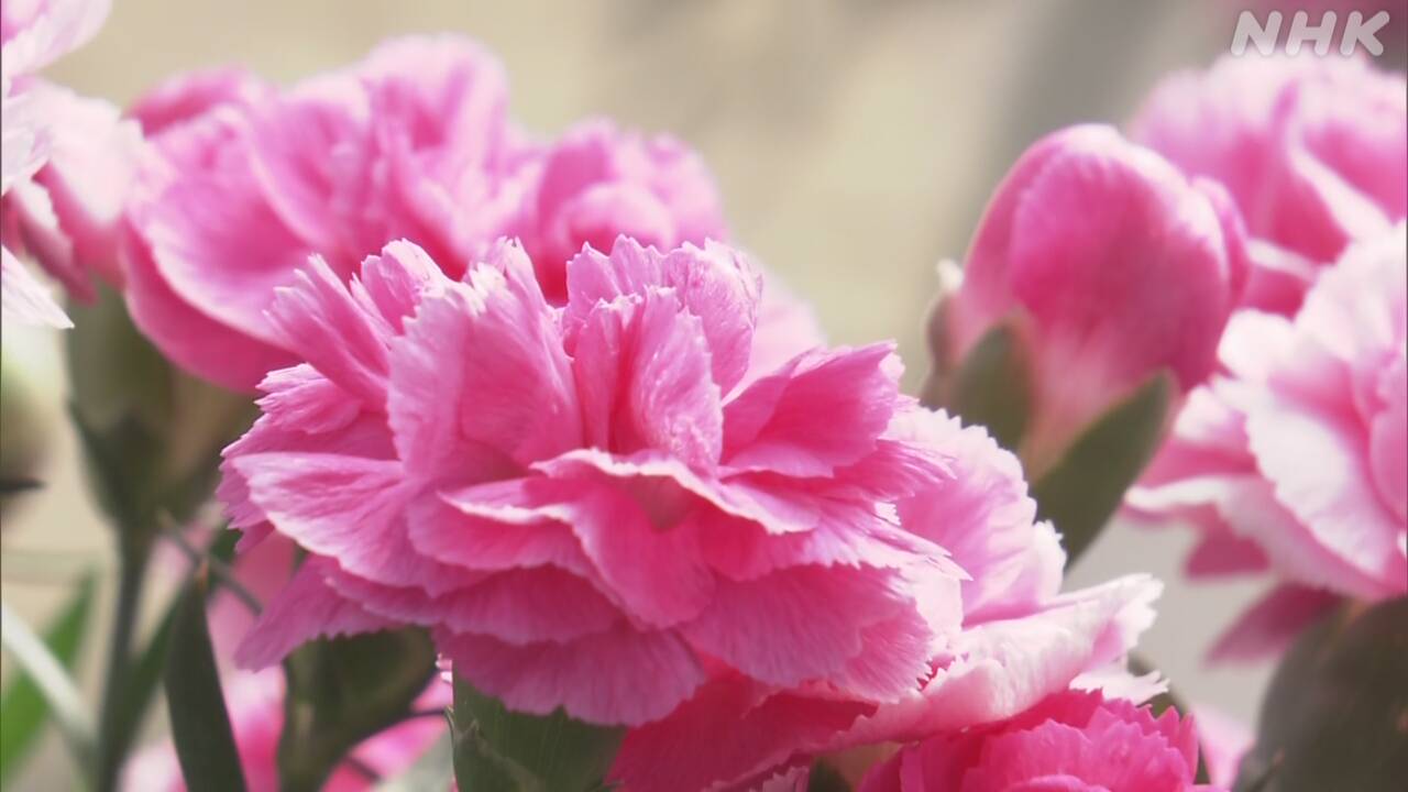 試験を受ける人に「落ちにくい花」を贈る