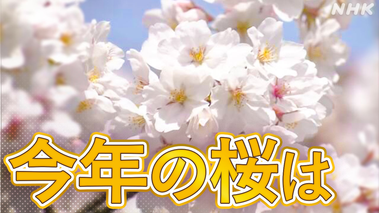 桜いつもの年より早く咲きそう