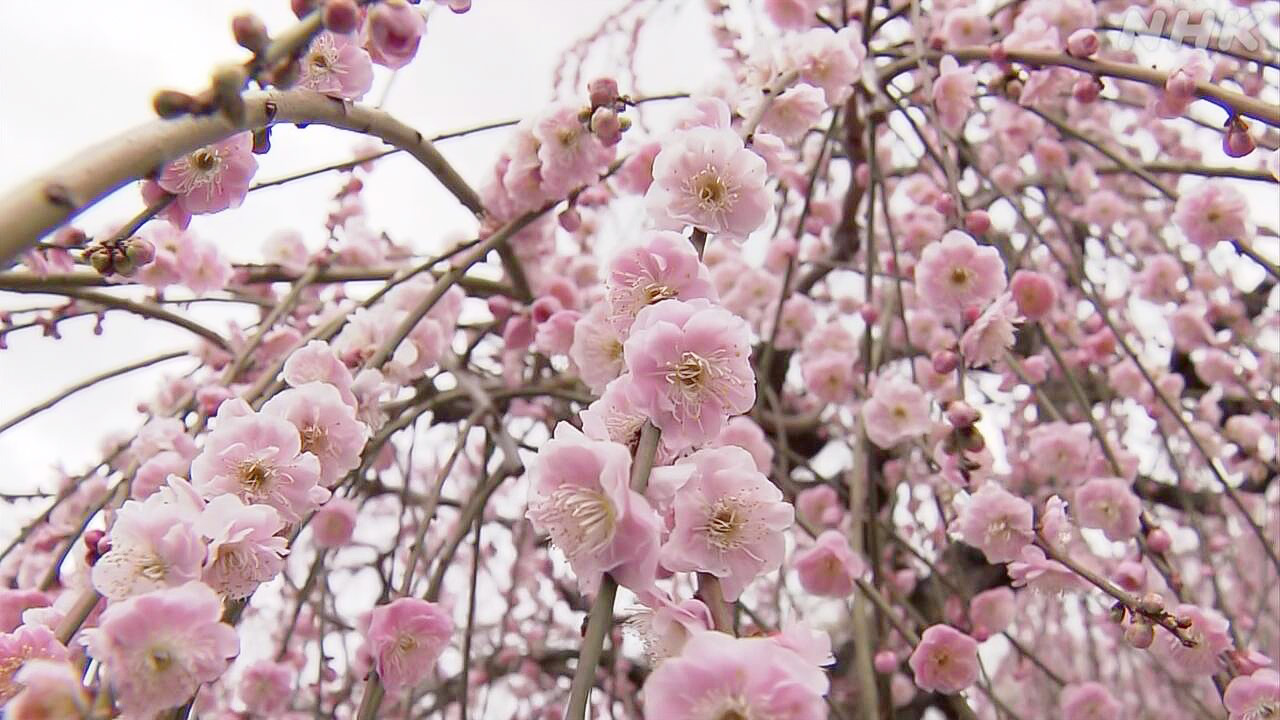 京都の三室戸寺しだれ梅がきれいに咲いている