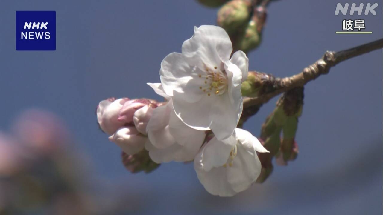 山梨県と岐阜県、高知県で桜が咲いた