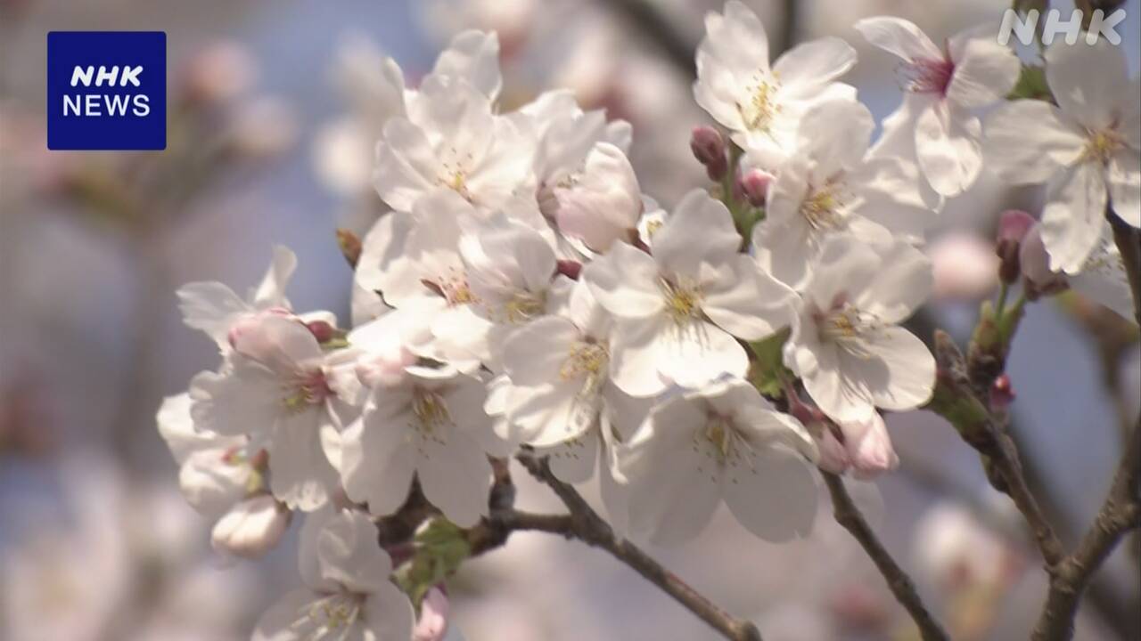 山梨県甲府市の桜日本でいちばん早く「満開」になった