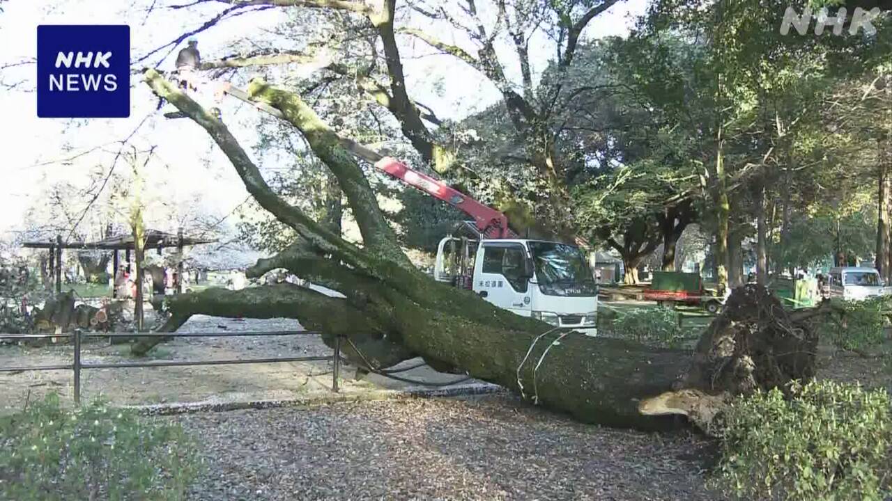 東京の公園で桜の木が倒れた