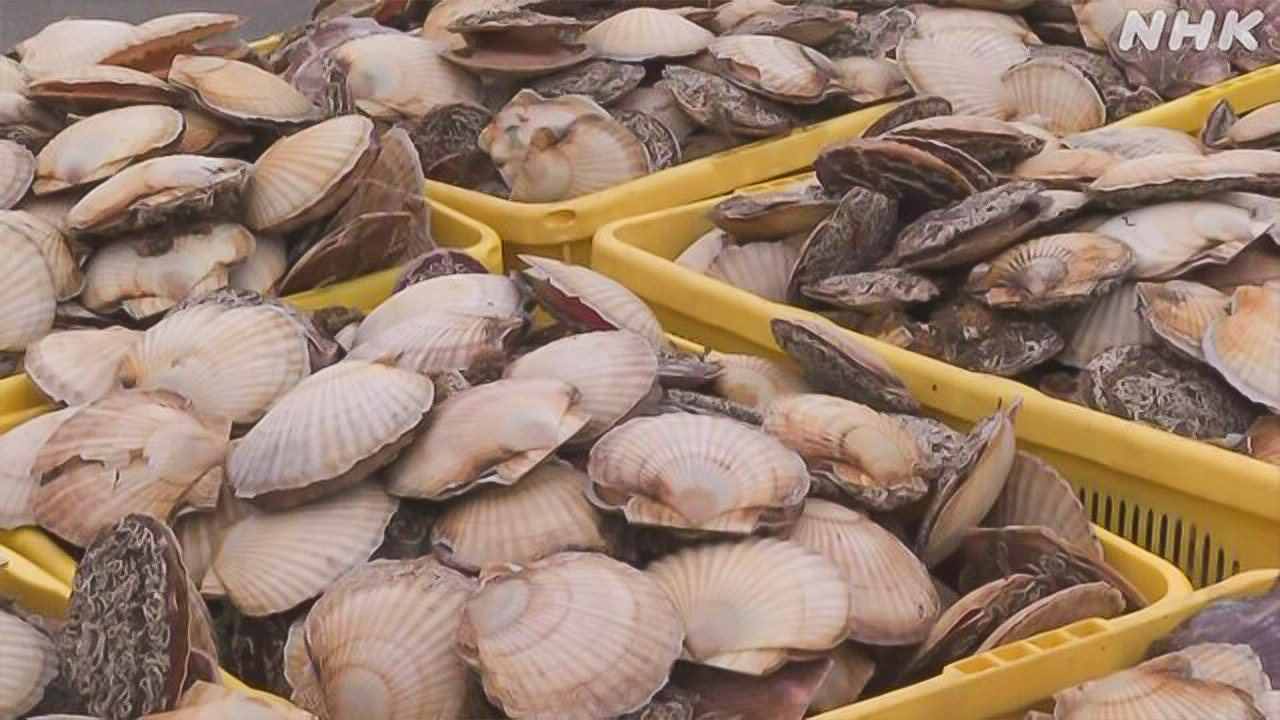 北海道春のホタテ漁が始まった