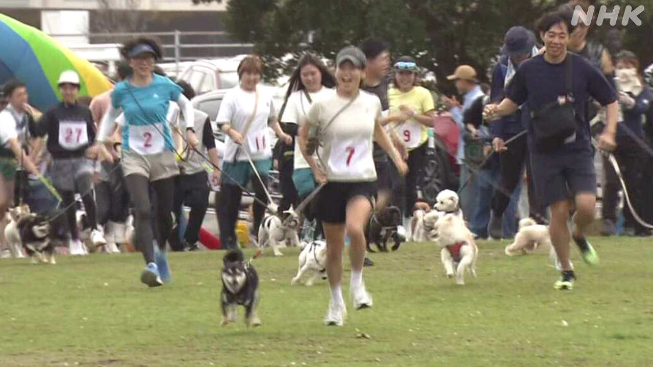 高知県犬を飼っている人が犬と一緒に走るスポーツ