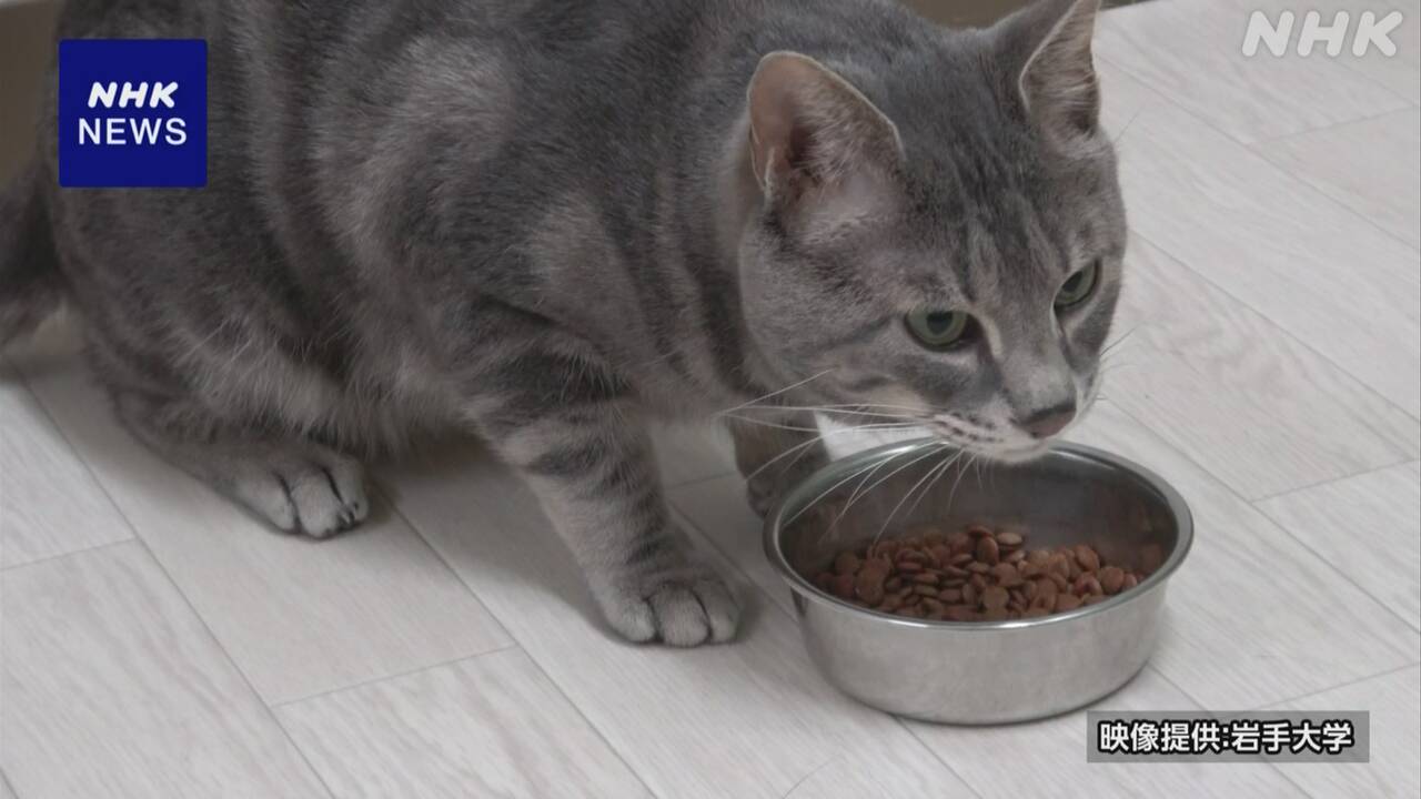 岩手大学「猫がごはんを残すのは匂いに慣れるからだ」