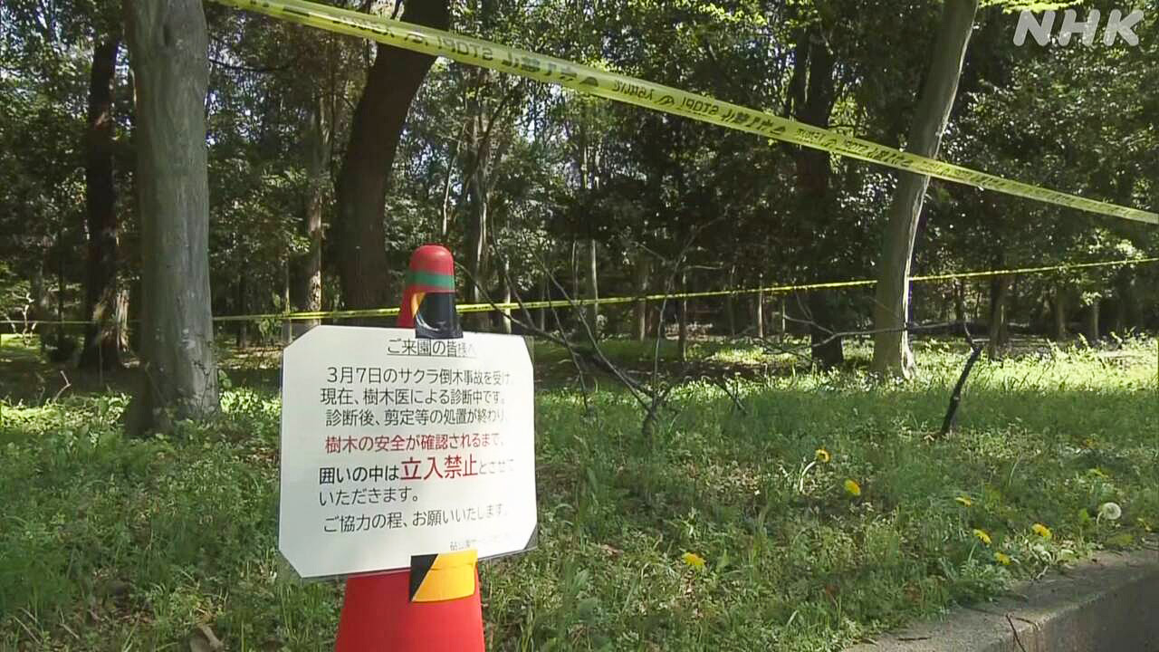 東京都公園で倒れそうな木を調べている