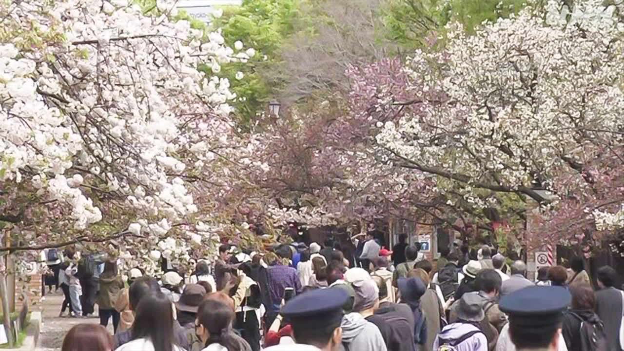 大阪造幣局で140種類の桜を楽しむことができる