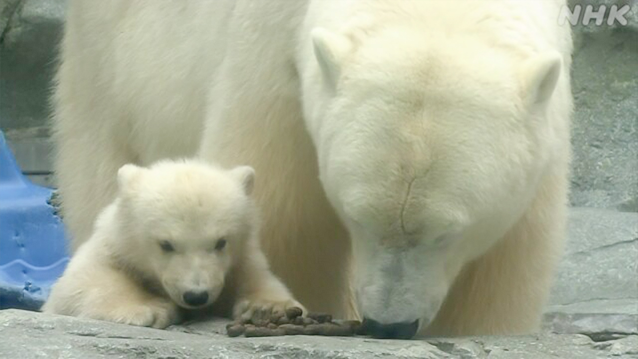 秋田県赤ちゃんホッキョクグマを見ることができるようにした