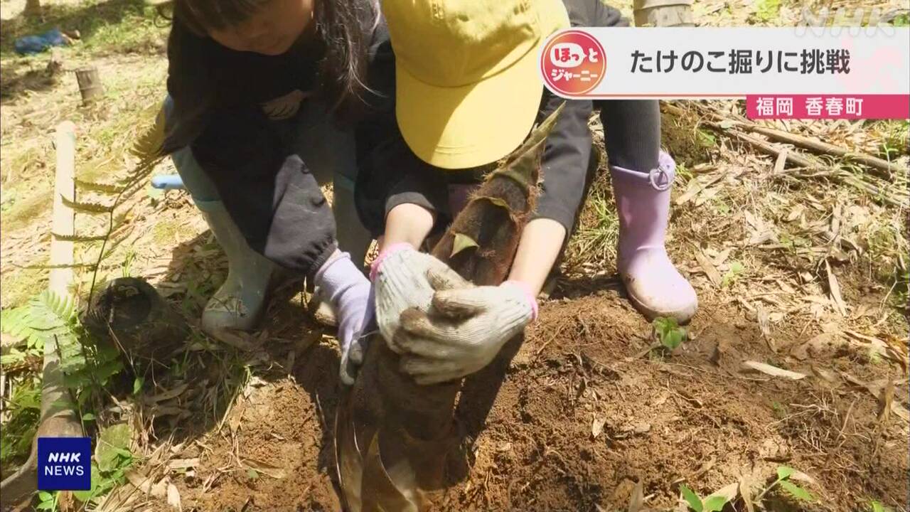 福岡県子どもたちが土の中から「たけのこ」を掘った