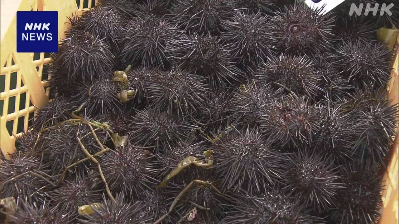 山で火事があった岩手県大槌町ウニの漁が始まった