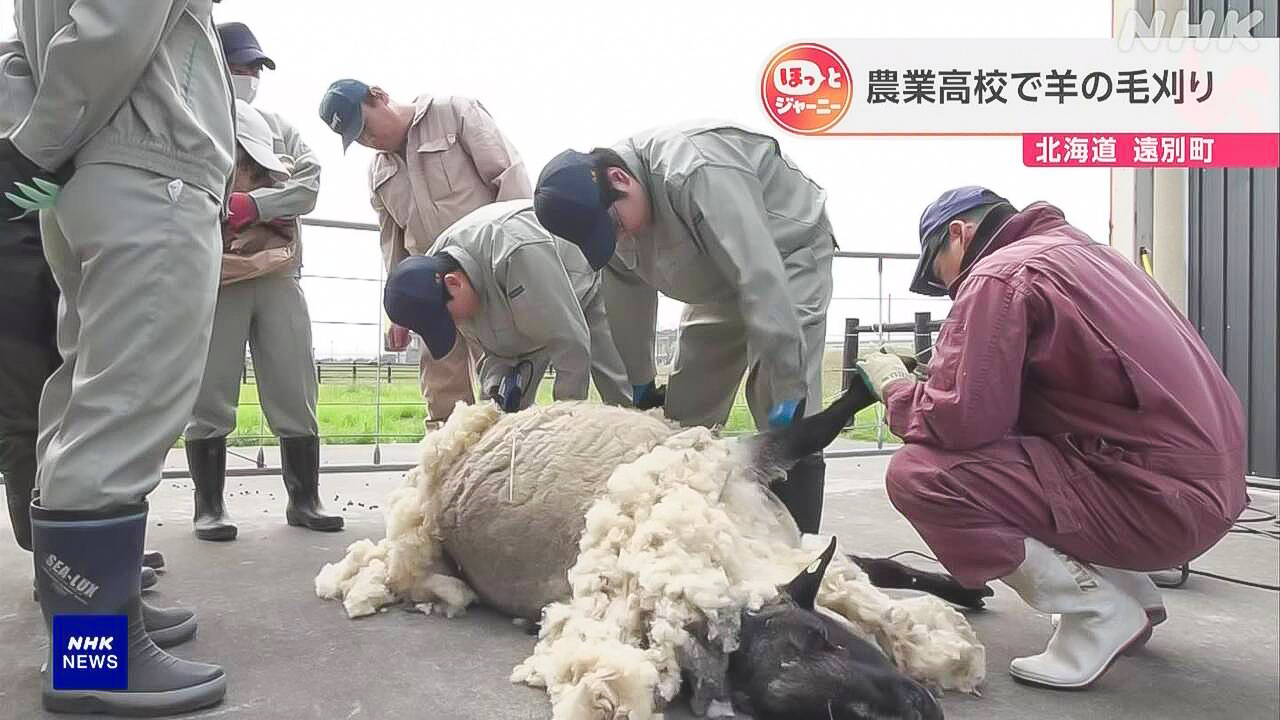 北海道高校生たちが羊の毛を刈った