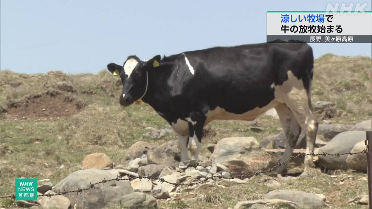 長野県涼しい山の上で牛の放牧が始まった