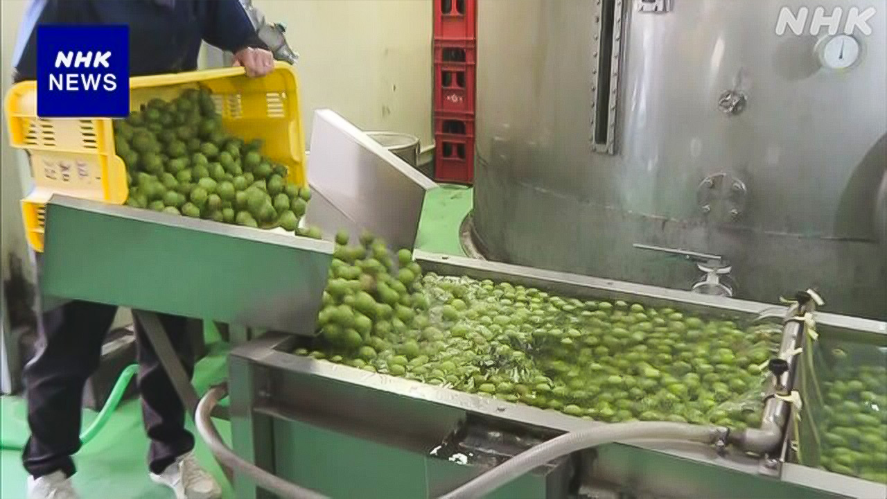 大分県日田市「梅酒」をつくる仕事が始まった