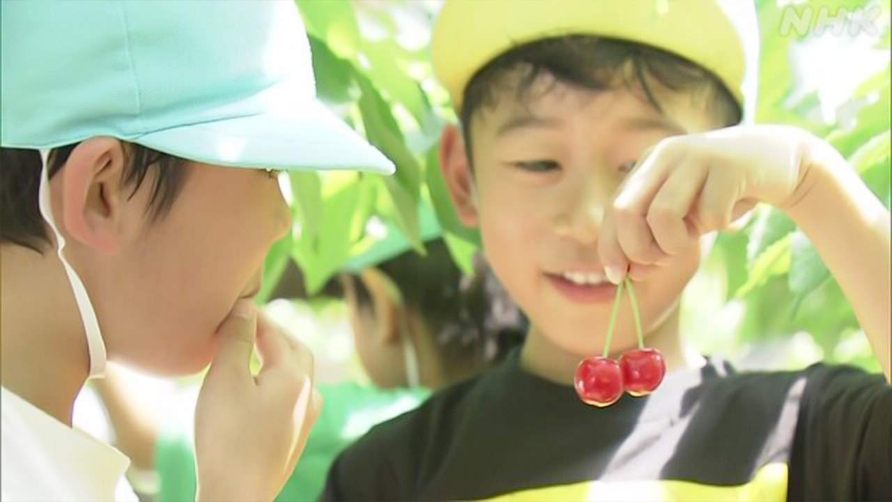 山形県寒河江市「さくらんぼ狩り」が始まった