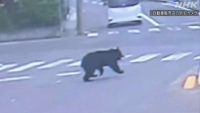 熊に人が襲われる被害27人になった