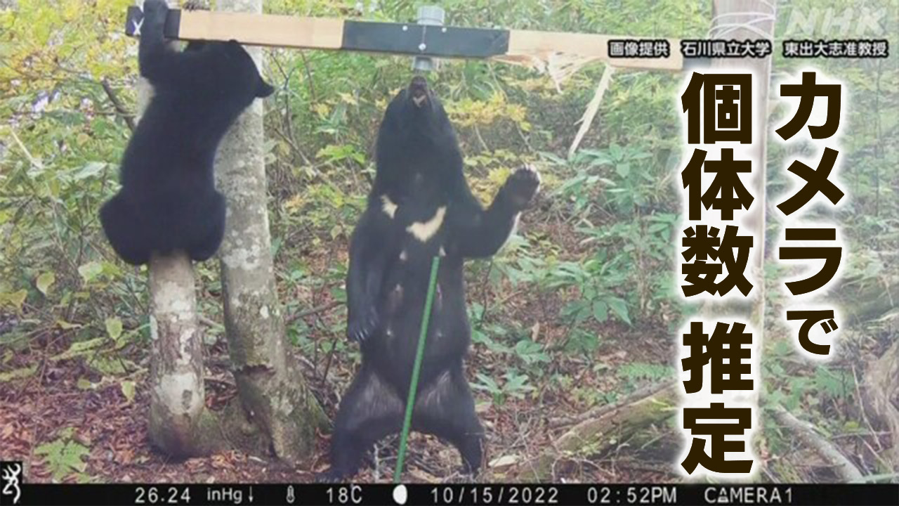 熊がどのくらいいるか　800のカメラで調べる