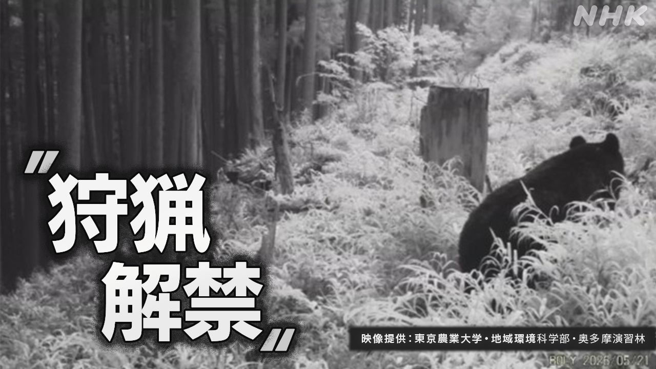 東京都銃を使って熊を捕まえることを考えている