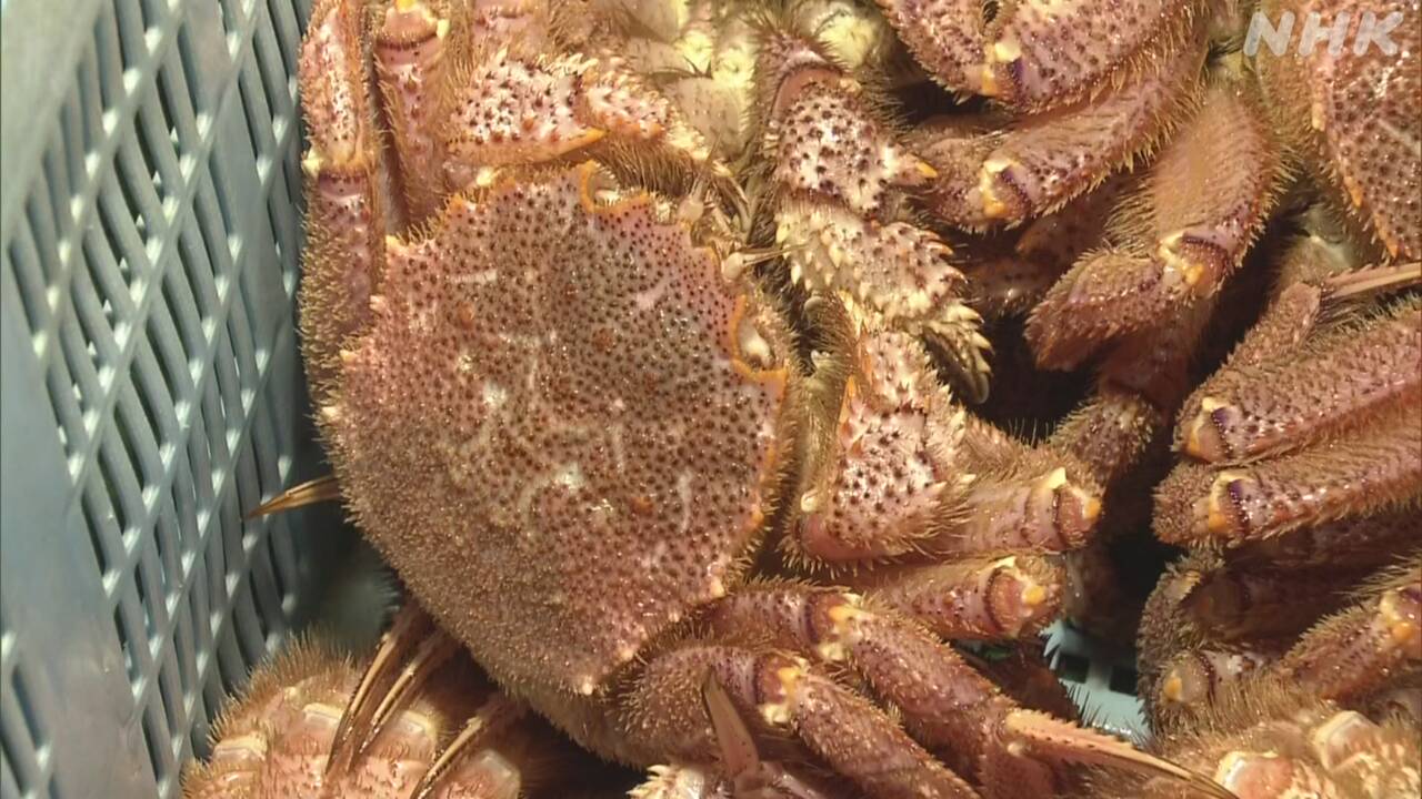 北海道白老町で毛ガニの漁が始まった