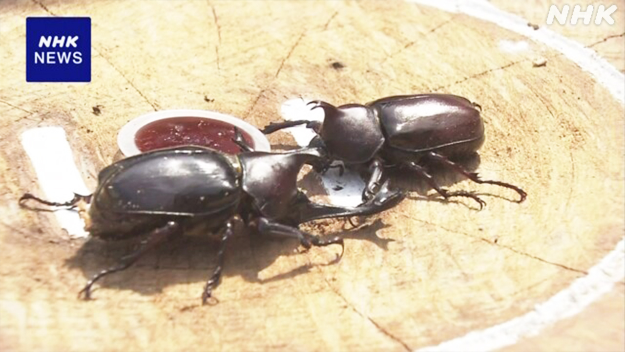 高知市でカブトムシの相撲大会
