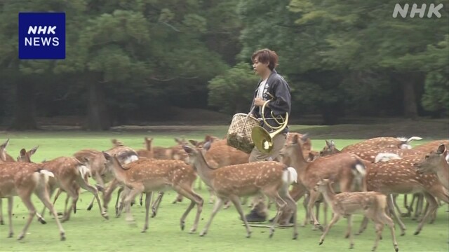 奈良公園鹿がホルンの音で集まった
