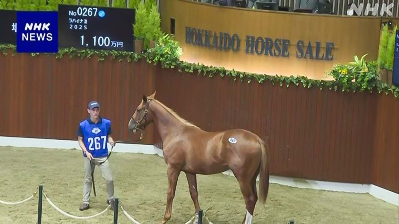 北海道新ひだか町馬の値段を決める会があった